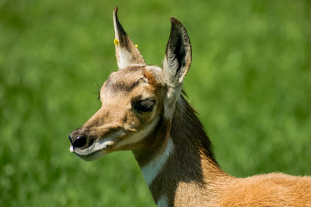 A baby deer is standing in a green field. The deer has a white stripe on its face and is looking...