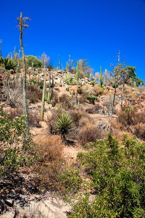 A desert landscape with a few trees and cacti. The sky is blue and the sun is shiningの写真素材
