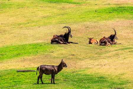 A herd of antelope are grazing in a grassy field. One of the antelope is standing in the foreground and the others are scattered around the fieldの写真素材