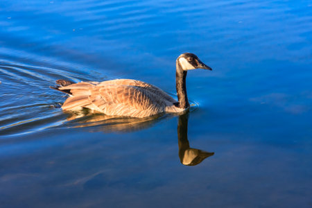 A duck is swimming in a lake. The water is calm and blue. The duck is the main focus of the imageの写真素材