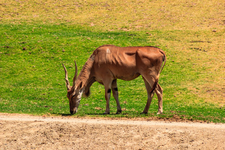 A brown antelope is grazing on the grass in a field. Concept of tranquility and peacefulness, as the animal calmly enjoys its meal in a natural settingの写真素材