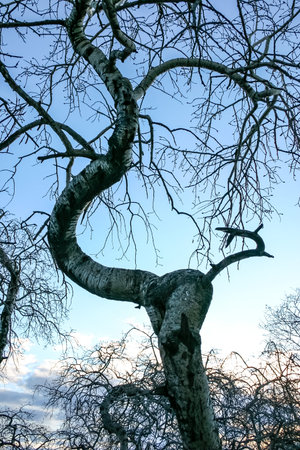 A tree with a long trunk and branches is silhouetted against a blue sky. The tree appears to be bare...