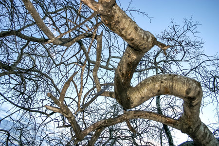 A tree with a long trunk and branches. The sky is blue and the sun is setting. The tree is bare and...