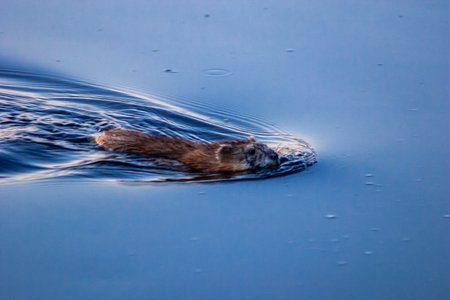 A brown animal is swimming in the water. The water is blue and calm. The animal is moving through the water with easeの写真素材