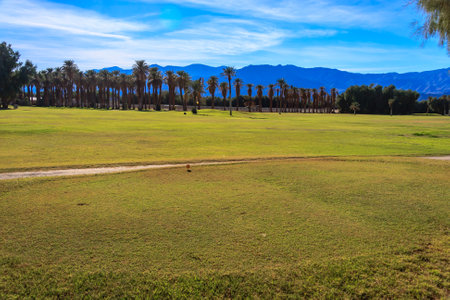 A large field with a few palm trees in the background. The grass is green and the sky is blueの写真素材