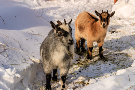 Two goats standing in the snow, one is gray and the other is brown. The scene is peaceful and serene, with the snow covering the ground and the goats looking contentの写真素材
