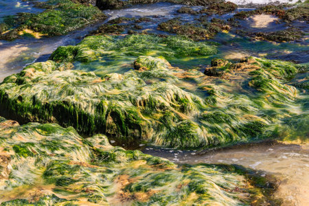 A rock covered in green algae. The rock is surrounded by water and the algae is growing on the rockの写真素材