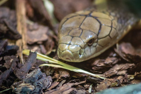 A snake is shown in a close up of its face. The snake is brown and has a long, thin body. The snake is in a natural setting, surrounded by leaves and twigs. Concept of curiosity and intrigueの写真素材