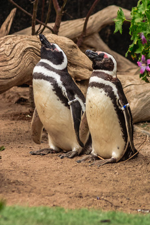 Two penguins are standing next to each other on a dirt ground. One of them has a blue tag on its legの写真素材