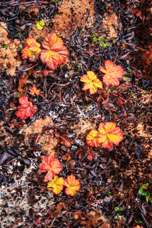 A bunch of leaves are on the ground, some of them are orange. The leaves are scattered all over the groundの写真素材