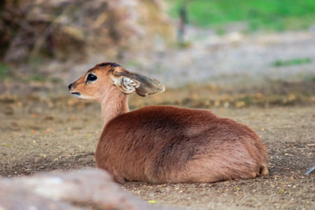 A baby deer is laying down in the dirt. Concept of calm and peacefulness, as the deer is resting in a natural settingの写真素材