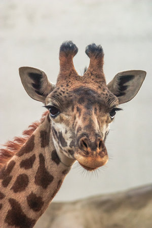 A giraffe with its head turned to the side. The giraffe has a long neck and is looking at the cameraの写真素材