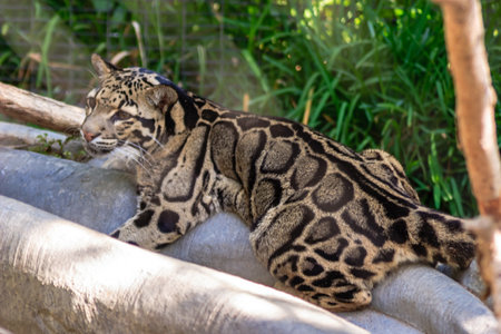 An animal is laying on a log in an enclosure. The animal is curled up and he is restingの写真素材