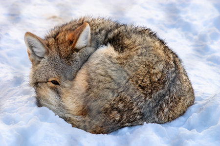 A gray wolf is curled up in the snow. Concept of peace and tranquility as the wolf rests in the cold...