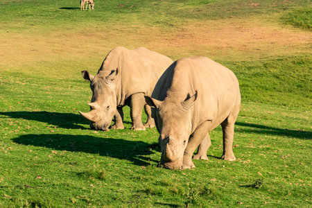 Two rhinos are grazing in a grassy field. The scene is peaceful and serene, with the animals enjoying their time in the open fieldの写真素材