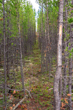 A forest with many trees and a path through it. The trees are mostly brown and the path is covered...