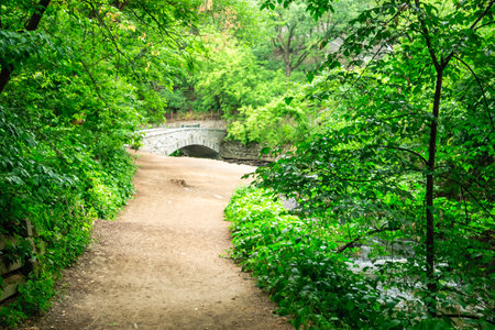 A path in a forest with a bridge over a stream. The path is lined with trees and the bridge is made of stone. The scene is peaceful and serene, with the sound of the waterの写真素材