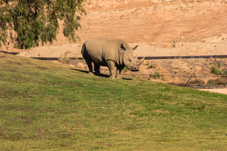 A rhino is walking on a grassy hill. The scene is peaceful and serene. The rhino is the main focus of the image, and it is enjoying its time in the natural environmentの写真素材