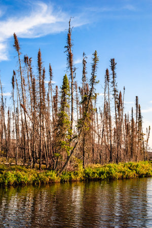 A forest with a few trees that are dead and brown. The sky is blue and there is a body of water in the backgroundの写真素材