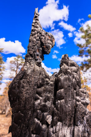 A large piece of wood with a black and grey color. The wood is burnt and has a rough texture. The sky is blue and there are some clouds in the backgroundの写真素材