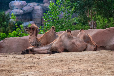 A camel is laying down in a zoo enclosure. The enclosure is surrounded by rocks and trees. The camel appears to be relaxed and comfortable in its environmentの写真素材