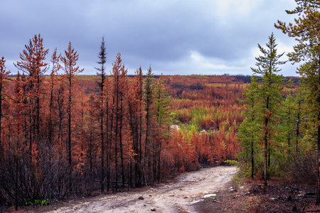 A forest with a road in the middle of it. The road is surrounded by trees that are brown and dead....