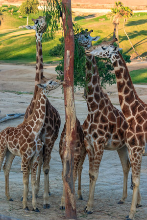 Four giraffes are standing around a tree, eating leaves. The scene is peaceful and serene, with the giraffes enjoying their time togetherの写真素材