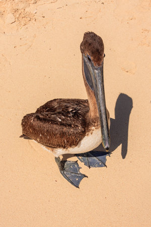 A pelican is standing on the sand with its head up. The bird is brown and white in colorの写真素材