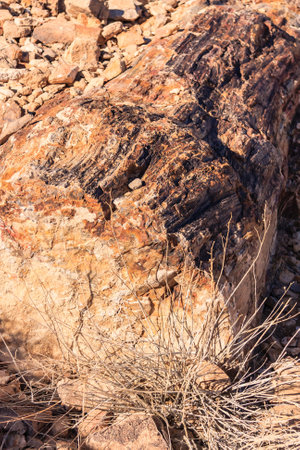Logs and stumps washed into the area from an ancient forest about 225 million years ago.  These are found at the Valley of Fire State Park.の写真素材