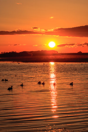 Sun setting beyond a swamp or pond.の写真素材
