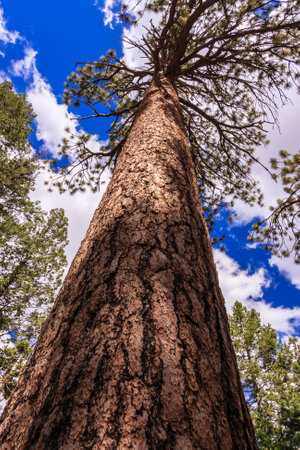 A tall tree with a trunk that is brown and has a lot of bark. The sky is blue and there are some...
