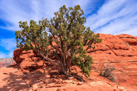 A tree is growing on a rocky hillside. The tree is surrounded by red rocks and the sky is blue. Concept of solitude and peacefulnessの写真素材