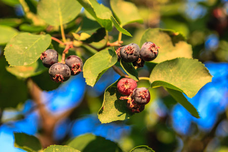 A tree with blue berries on it. The blue berries are ripe and ready to be picked. The tree is surrounded by green leaves and branchesの写真素材