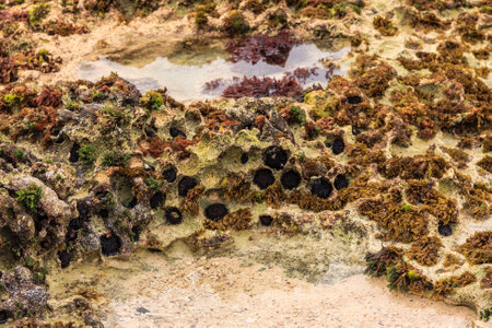 A rocky shoreline with a lot of moss and seaweed. The moss is green and the seaweed is brownの写真素材