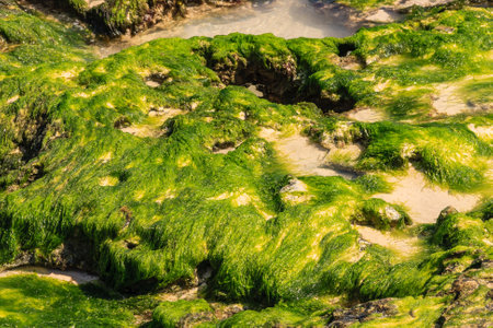 A green plant is growing on a rock. The plant is green and has a fuzzy texture. The rock is covered...