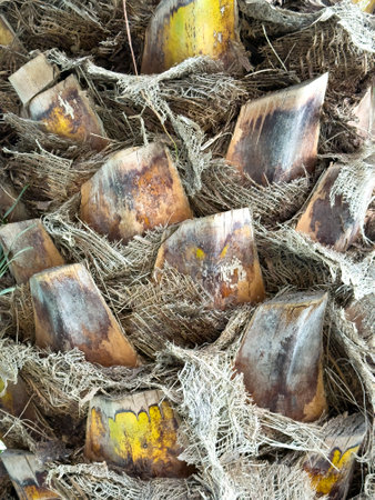Close up of a bunch of dried up leaves with yellow and brown spots. The leaves are covered in a fuzzy material, giving the impression of a dried up plant. Scene is somewhat sad and melancholicの写真素材