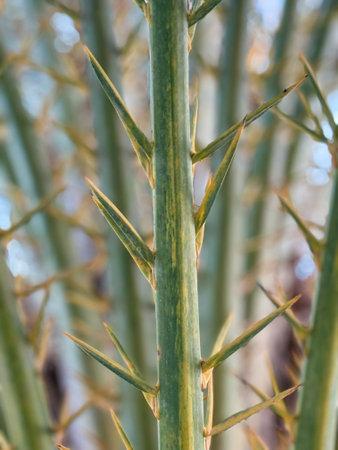 Close up of a green plant with spiky leaves. The leaves are green and brown, and the plant is full of spikesの写真素材
