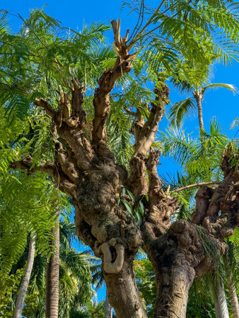 Tree with a lot of branches and leaves is in the foreground. The tree is surrounded by other trees...