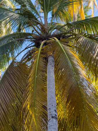 Tall palm tree with a brown trunk and green leaves. The tree is tall and has a lot of leaves