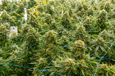 Field of marijuana plants with blue wire around them. The plants are tall and green. The wire is...