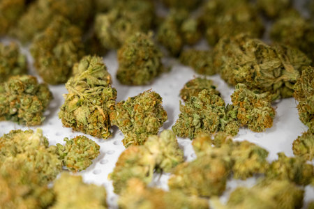Bunch of marijuana buds are spread out on a white surface. The buds are green and appear to be fresh