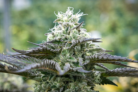 Large plant with a lot of buds. The buds are white and the plant is very tall