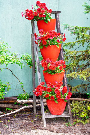 Wooden ladder with four red flower pots on it. The pots are filled with red flowers. The ladder is placed in front of a green wallの写真素材