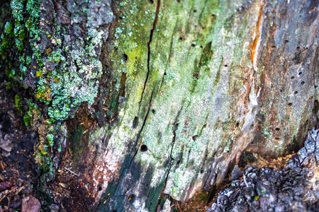 Tree trunk with green moss and brown spots. The bark is peeling and has holes in it