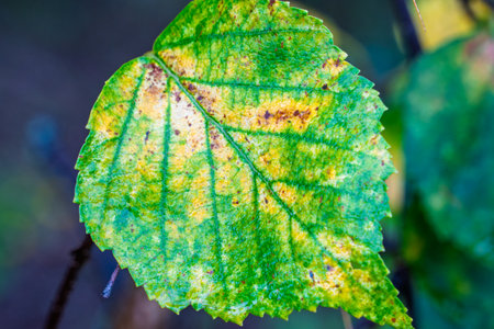 Leaf with a brown spot on it is shown. The brown spot is located on the leaf's edge, and it is...