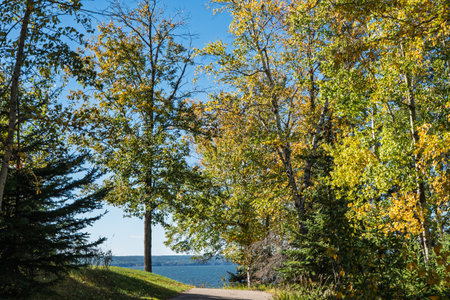 Forest with a lake in the background. The trees are full of leaves and the sky is clear