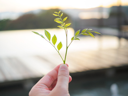 Close-up image of a human's hand holding baby Leaves with blur background