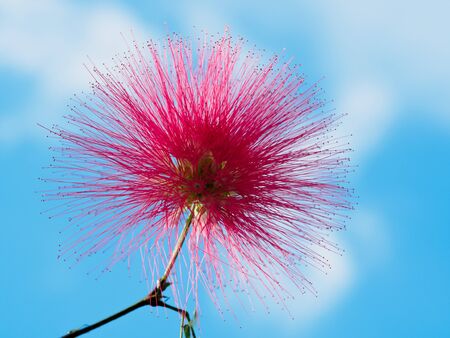 Mimosa Albizia julibrissin foliage and flowers isolated on blue sky backgroundの写真素材
