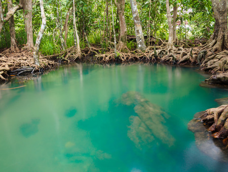 Green water lakes river waterfall with root tree at Tha Pom Klong Song Nam, Krabi, Thailandの写真素材