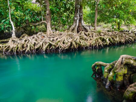 Green water lakes river waterfall with root tree at Tha Pom Klong Song Nam, Krabi, Thailandの写真素材